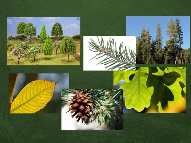 Bomen Groep 4 by Kristel Wildenbeest