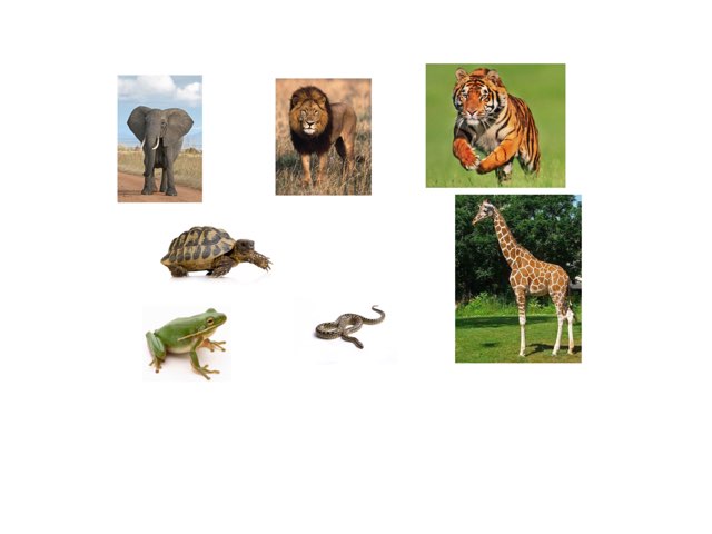 Animales Salvajes 1 by Isabel Diaz