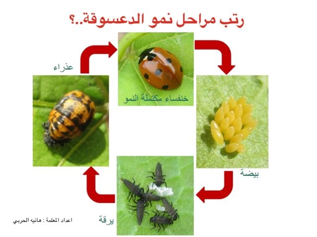 الدعسوقة by هانيه الحربى