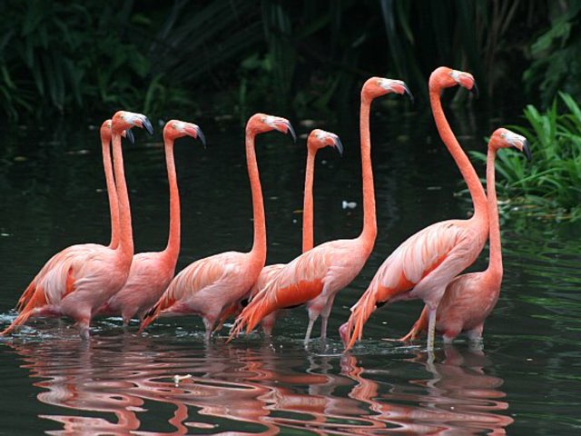 Telspel by Dagmar Depuydt