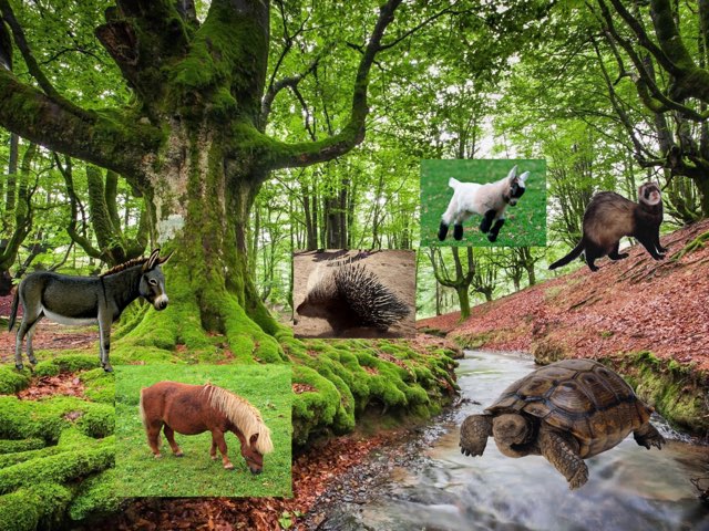 animales marcelle 3 by Yaiza blanco