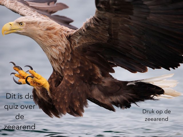 De Zeearend by Troy Holleman