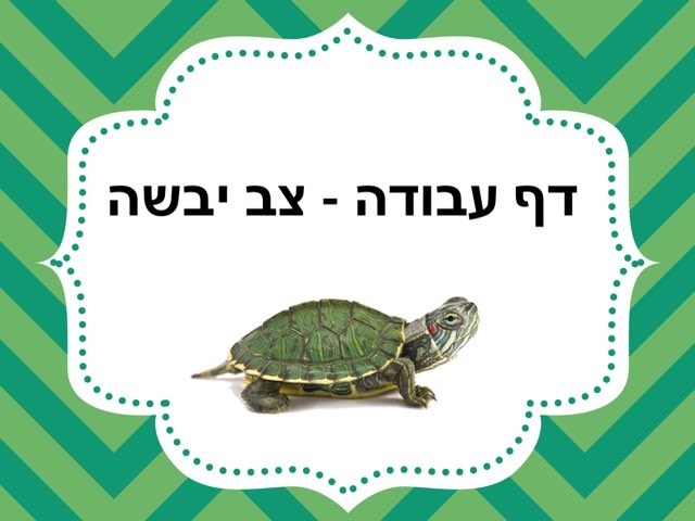 דף עבודה - צב יבשה by Noy Elbaz