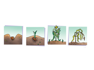 CICLO DE VIDA DE LAS PLANTAS  by María José Montiel