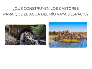 CONOCIENDO A LOS CASTORES: TRABAJO Y DEPREDADORES by Teacher Tania