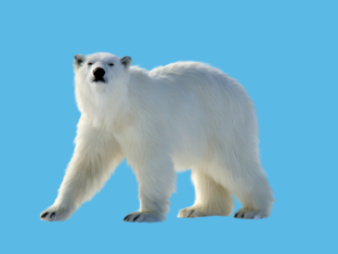 COSTRUISCI IL PUZZLE DELL'ORSO POLARE by Angela Antonelli