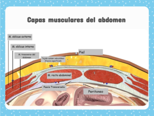 Capas musculares del abdomen by Jenni Anahi