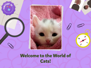 Cats by katie hudson