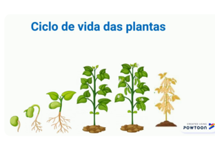 Ciclo de vida de las plantas  by María José Montiel