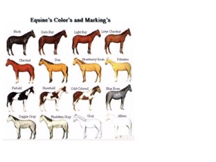 Colours Of The Horse by Horsey lover  2006