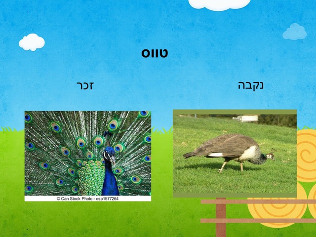 משחק חיות פדריקו by כיתה מית״ל