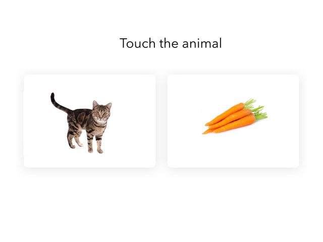 Touch The Animal by Cece Obrien