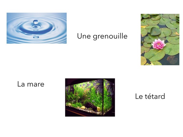 Animaux by Classe Ecolint