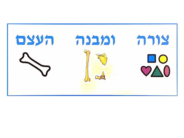 צורה ומבנה העצם by צילה אשוואל