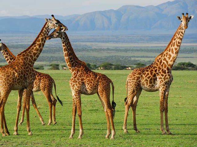 Carmelitas animals  by Alejanddro Corres