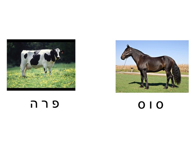 זהה את האות by ענבר אדלר