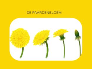 DE PAARDENBLOEM by MDS