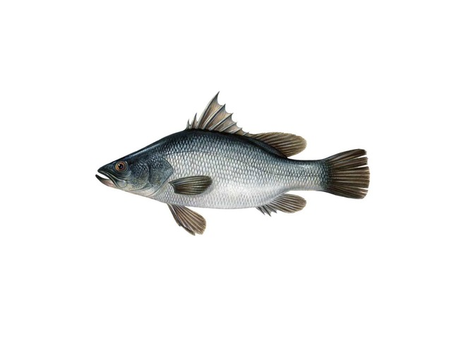 דג by המרכז הטכנולוגי בית איזי שפירא