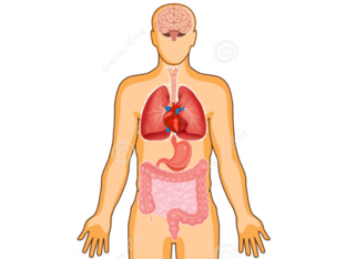 DIGESTIVE SYSTEM by Ian Ian