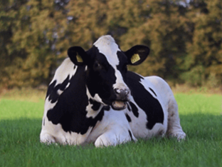 DOMESTIC ANIMALS by NIYOMUFASHA Emmanuel