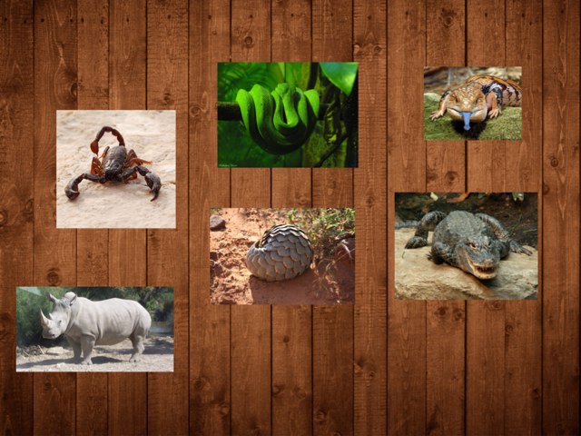 Dieren by Marc Soria