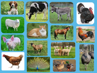 Dieren en hun geluid by Gitte Beullens