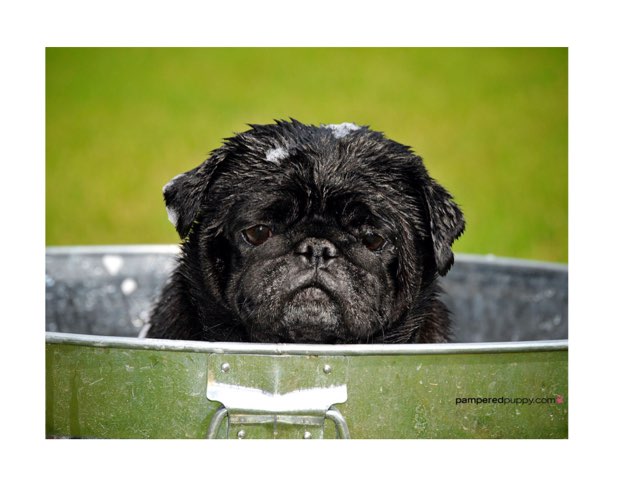 Dog Puzzle Part 2 by Braden Binnicker