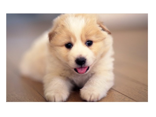 Dog Puzzle Part 4 by Braden Binnicker