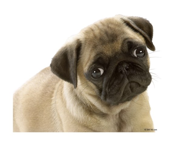 Dog Puzzle Part 8 by Braden Binnicker