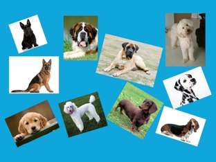 Dog Vocab Lesson by Kayla Dawn