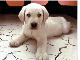 Dog by Rosalyn Paulusma