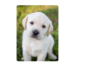 Dog book  by 