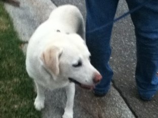 Doggie Fun by Georgia_c Co