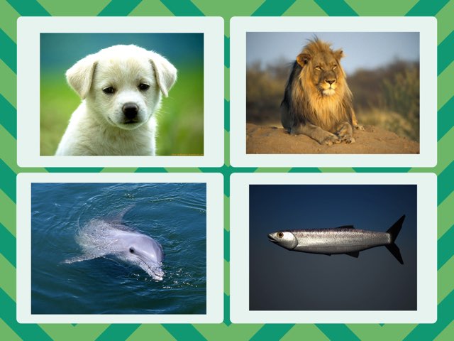 Animales by Alfredo Campins