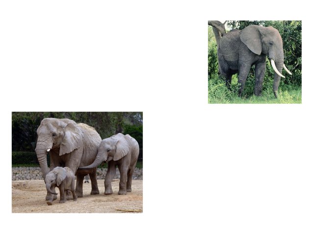 חיות יחיד רבים by Sharon Hodor