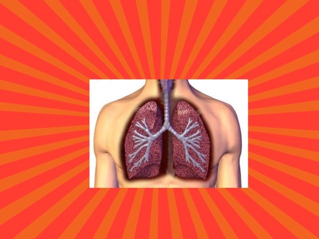 الاعضاء الداخليه للانسان by Mariam Mm