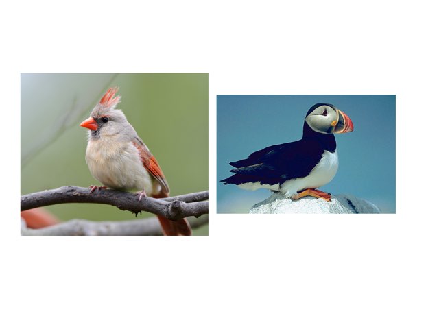 Trie my fun Newfoundland and Labrador game by Mac  by 3md md