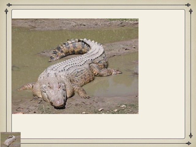 פאזל תנין by רונית רייטן-נסים