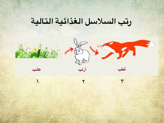 سلسل غذائية by Altaf Alotaibi