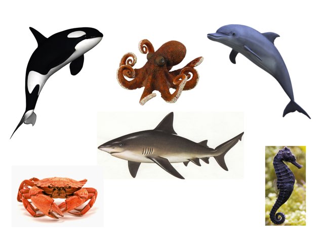 Animales4 by Isabel Diaz