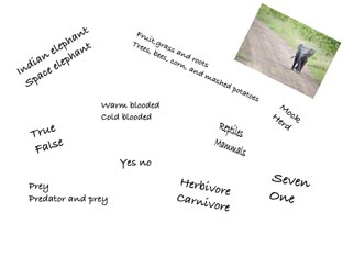 Elephant by Tracy Bye