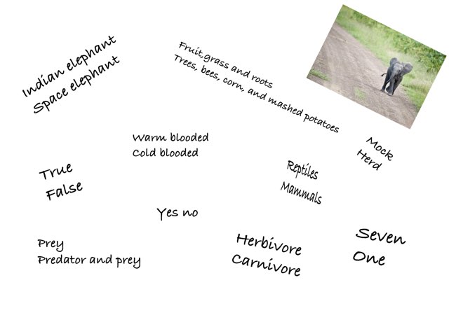 Elephant by Tracy Bye