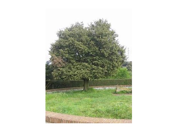 Encina, Game by Lucia Navarro