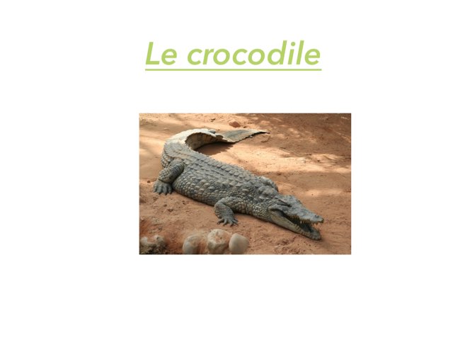 Le Crocodile by Gaelle Dbt