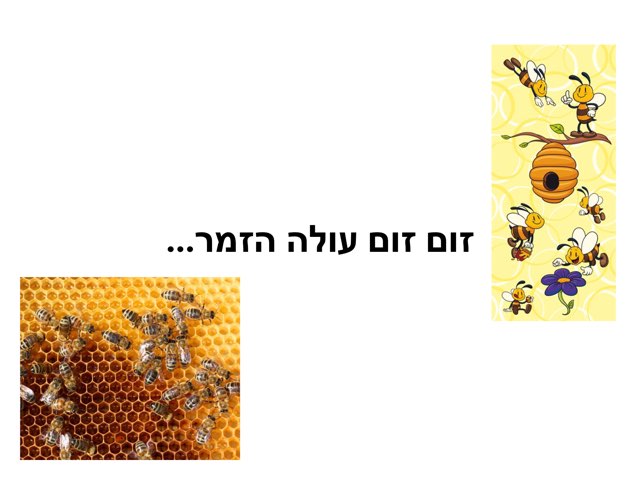 זום זום עולה הזמר  by Masha Roytman