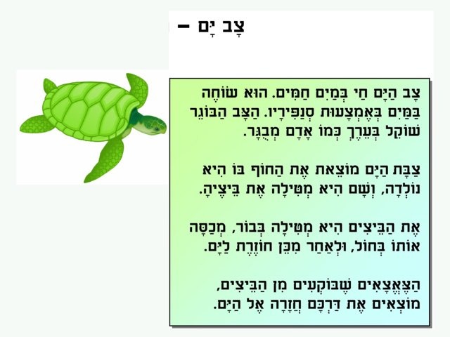 צב ים by שירן ליכטצייגר