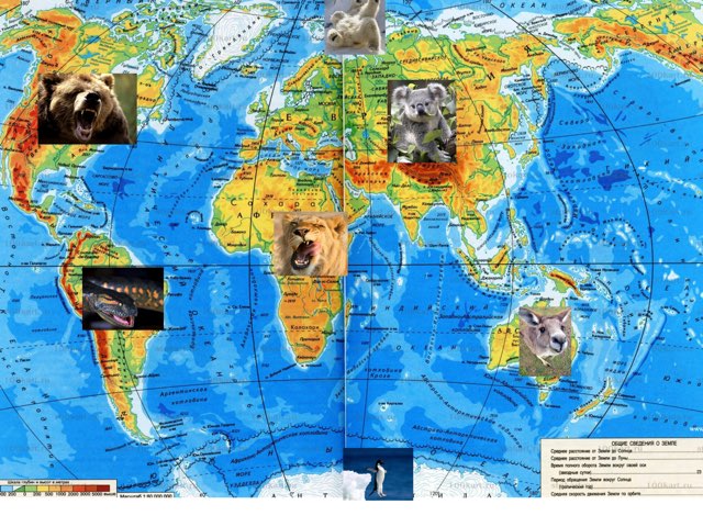 Зоомир by Anna Tomilova