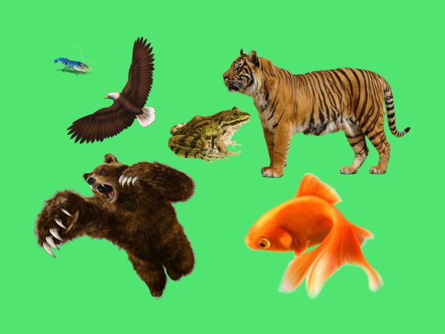 Animal Kindom by Gonzalo Peris