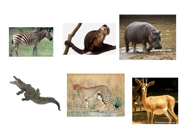 Animales3 by Isabel Diaz