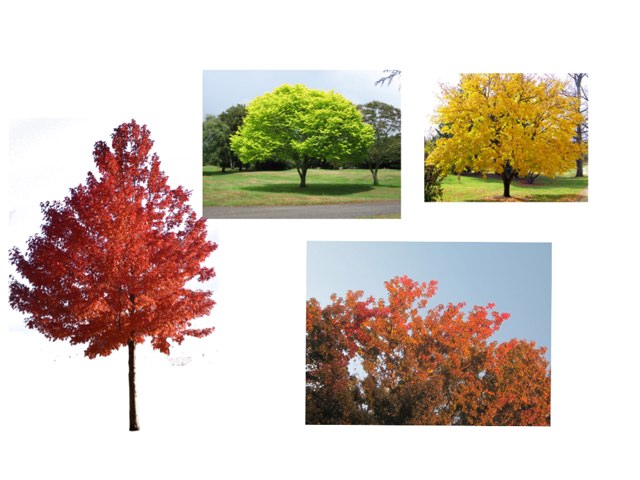 Fall Unit by Leah Levi